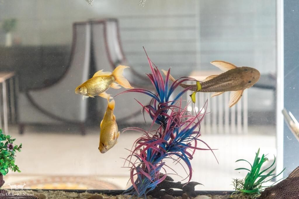 A fish tank with various goldfish and aquatic plants.