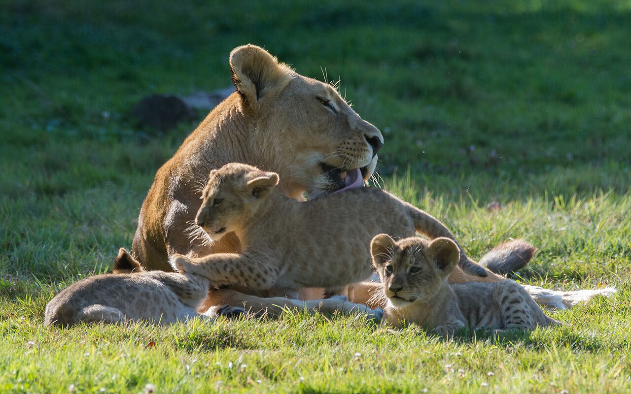 Una leonessa con i suoi cuccioli riposa sull'erba.