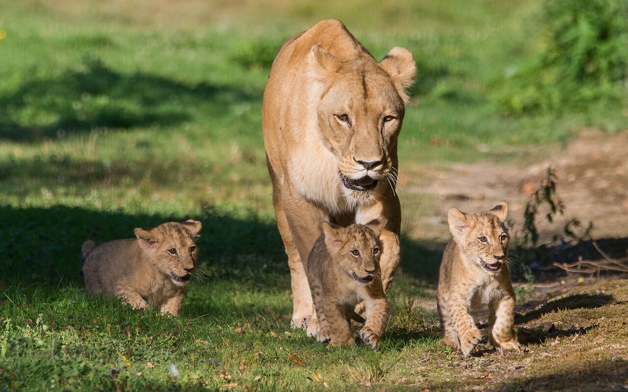 A lioness with two cubs in a grassy area.