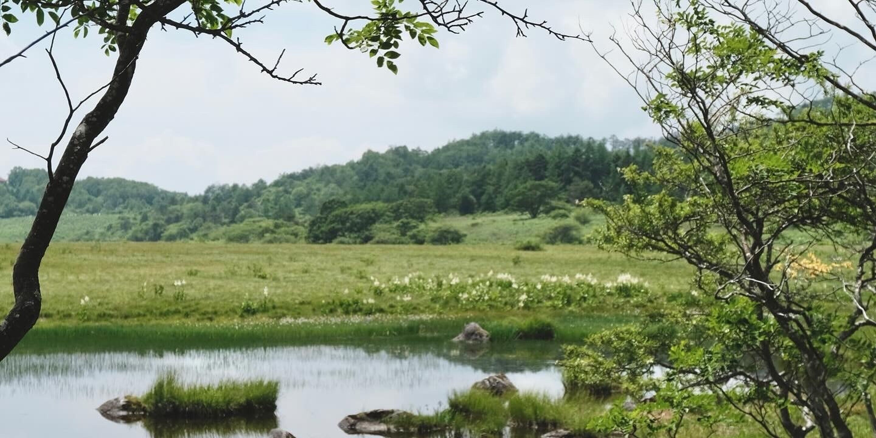 Eine natürliche Landschaft mit einem Gewässer, Bäumen und einem bewaldeten Hügel im Hintergrund.