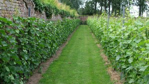 A pathway flanked by rows of grapevines in a garden setting.