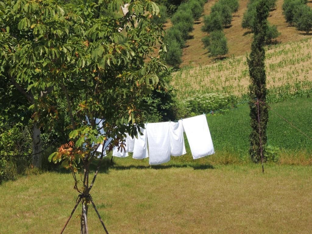 A field with a clothesline and a tree.