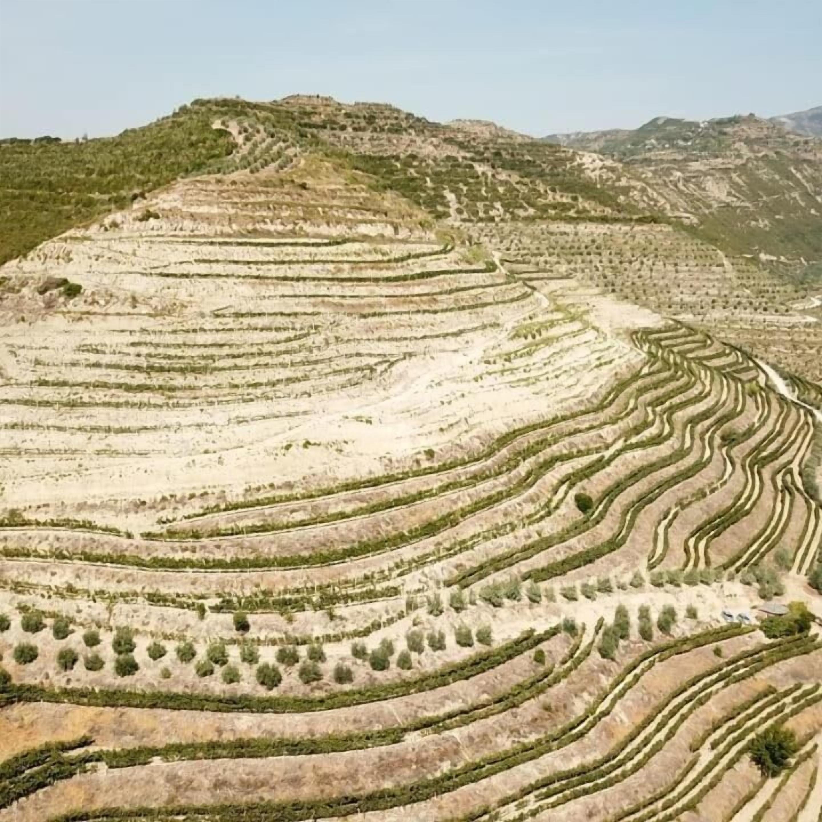 Terraced fields on a hillside.