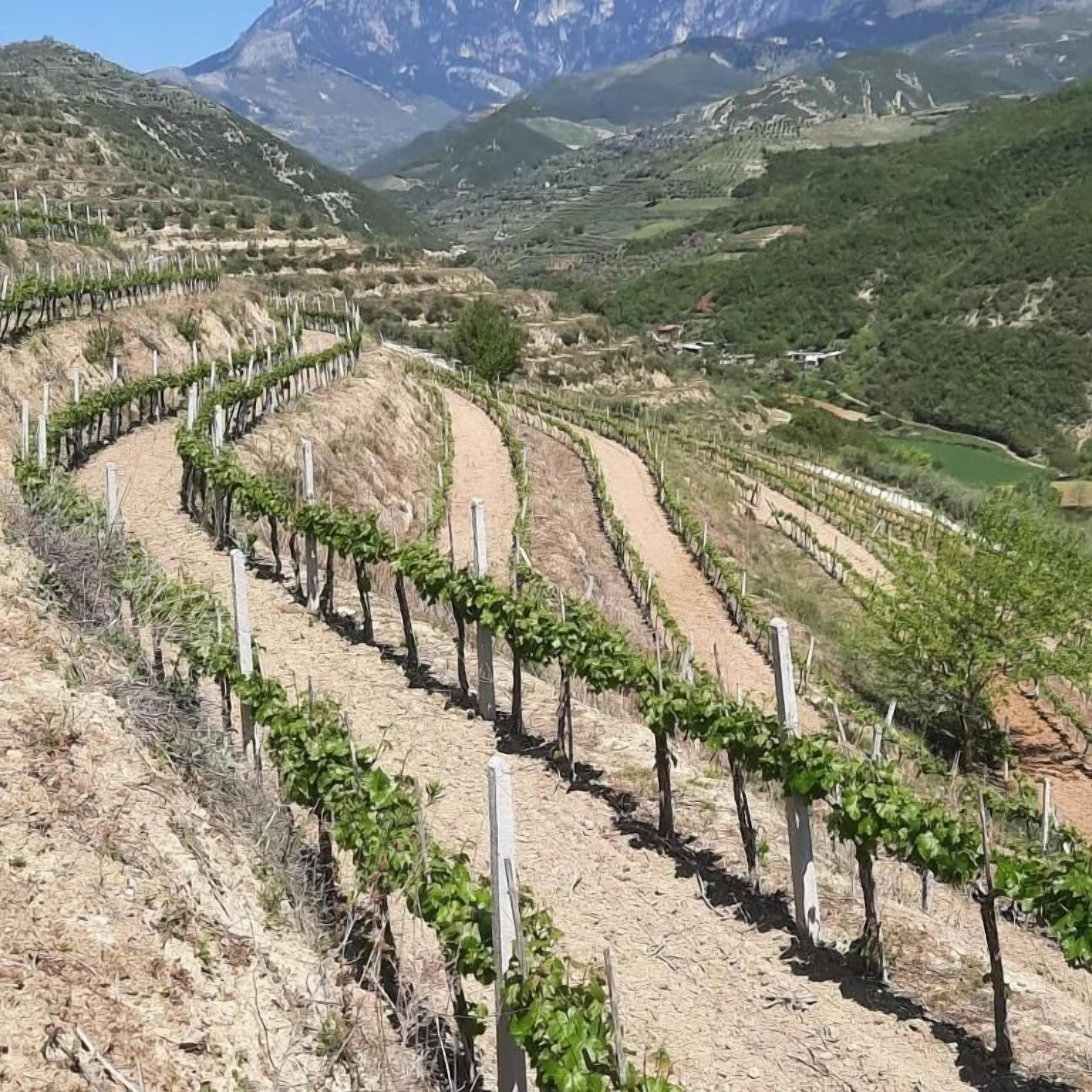 A vineyard with rows of grapevines on a hillside.