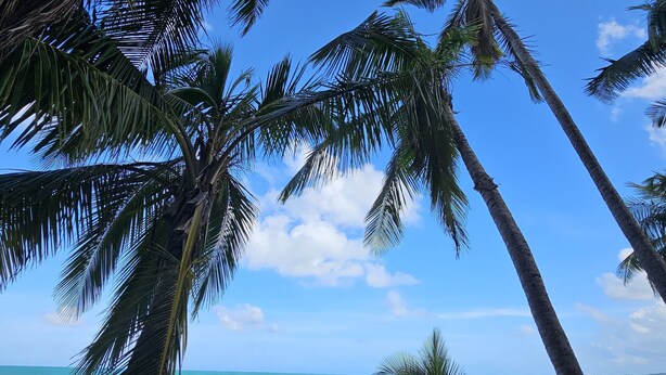 Uma praia com palmeiras e ondas do oceano.