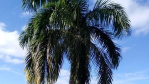 A balcony with a view of the ocean and palm trees. - La Costa Villa (Montego Bay)