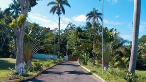 A paved road flanked by lush greenery and tall palm trees. - La Costa Villa (Montego Bay)