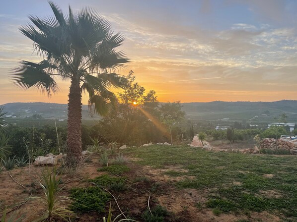 A palm tree in a landscaped area with a view of a sunset over a hilly landscape.
