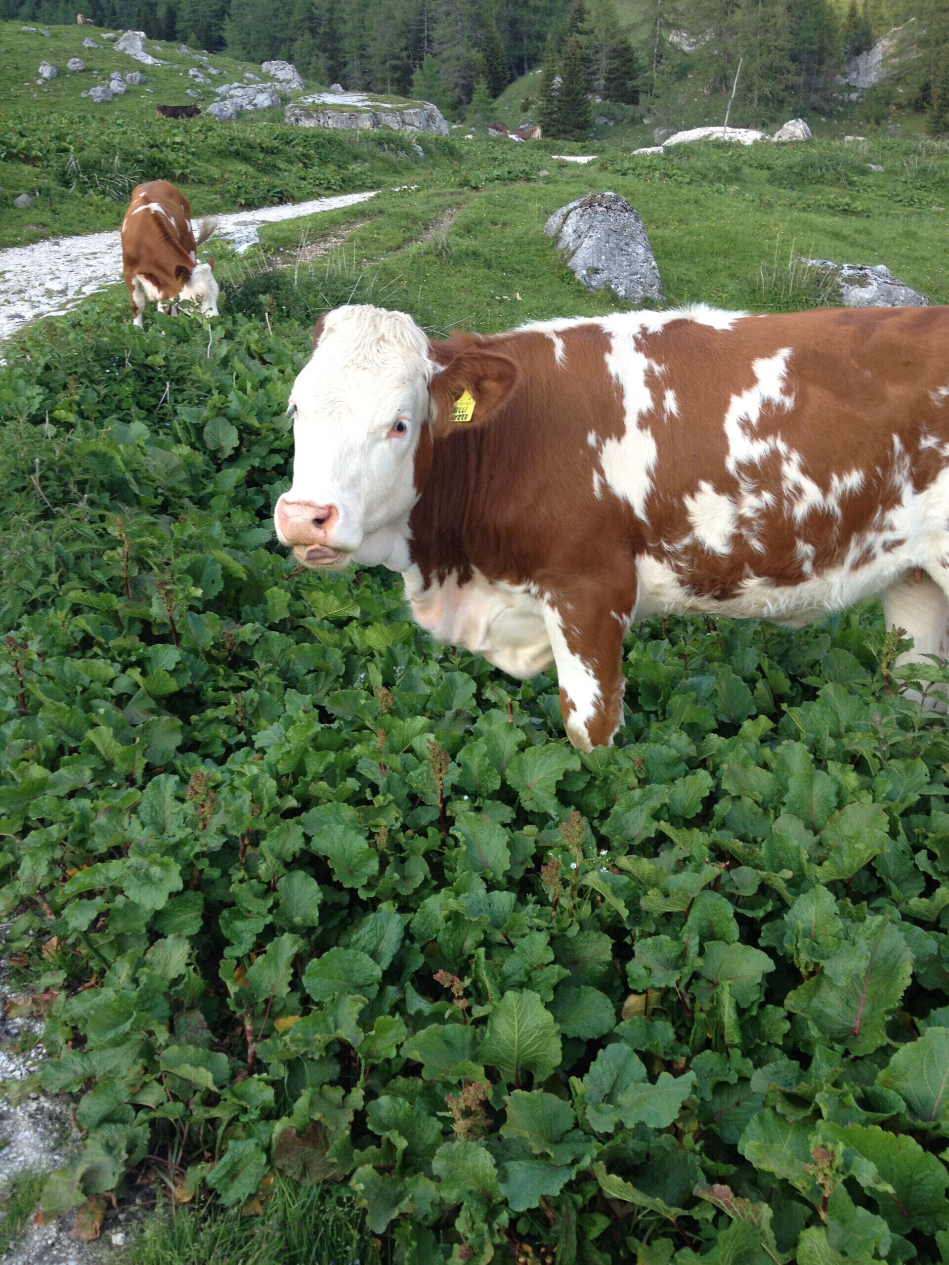 A cow grazing in a lush green field with rocks and trees in the background.