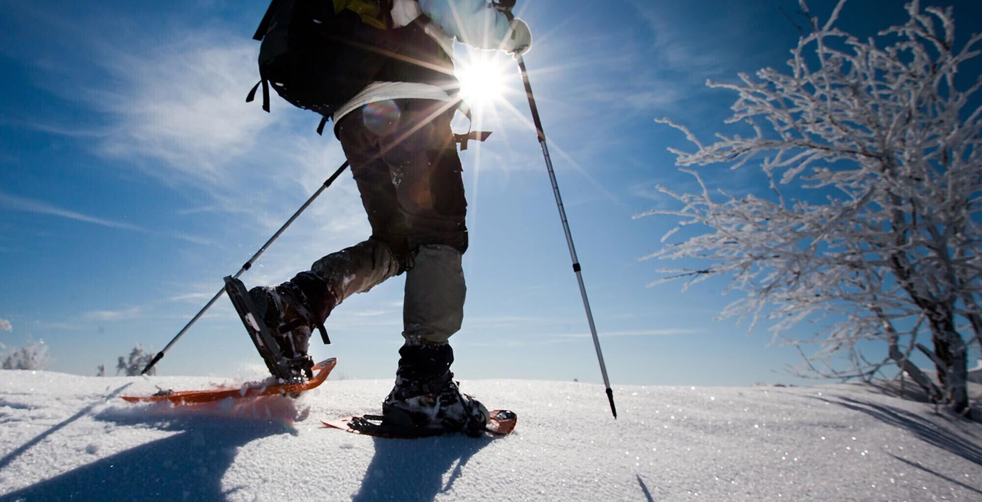 A person skiing on snow with a clear sky and snow-covered trees in the background.