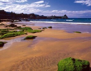 Une plage avec des rochers recouverts d’algues vertes et une rive sablonneuse.