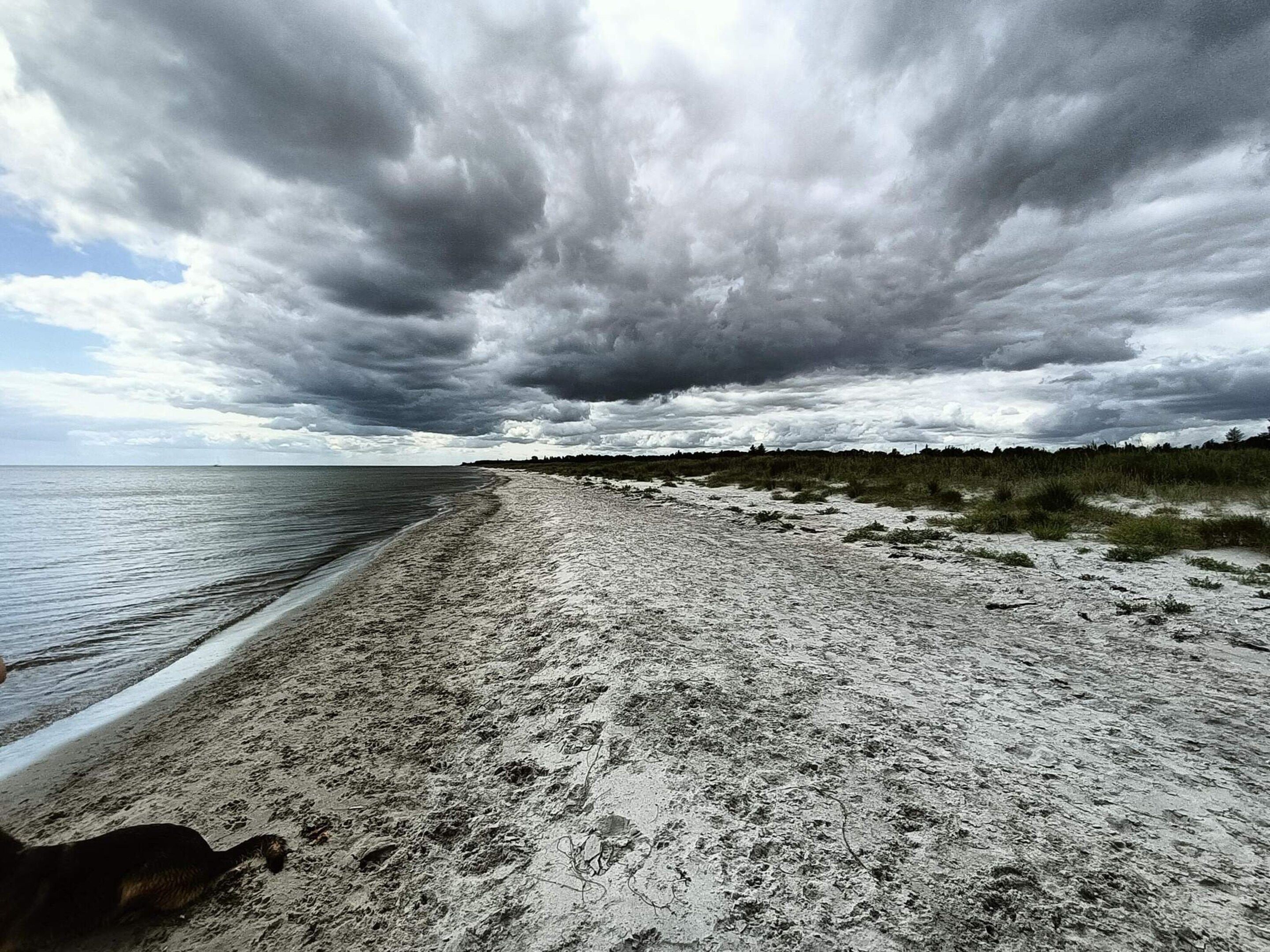 Una playa con un perro, una orilla arenosa y un cielo nublado.