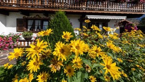 Un edificio tradicional con un balcón decorado con flores, un jardín con girasoles y un cielo azul despejado.