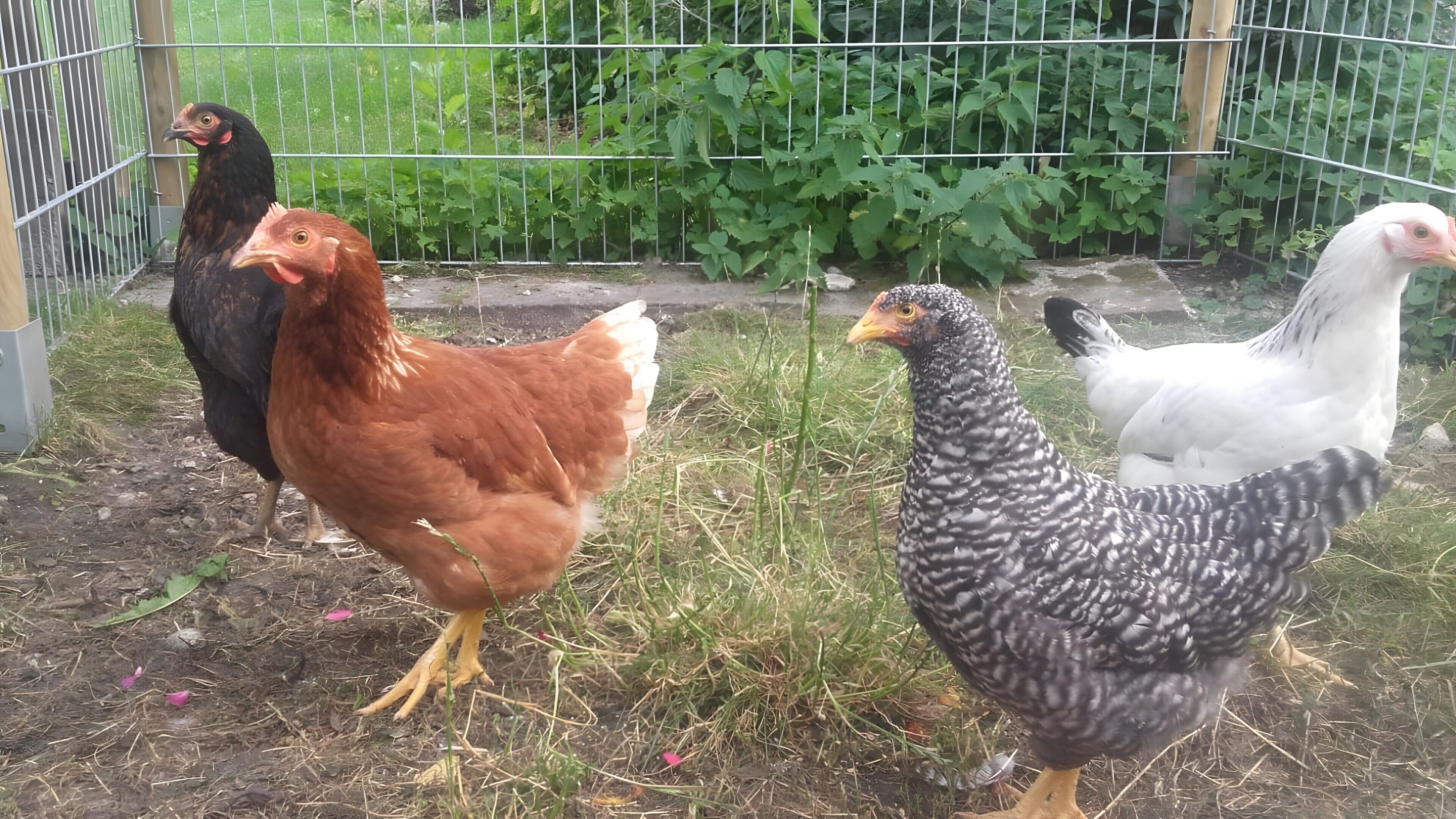 A fenced outdoor area with chickens.