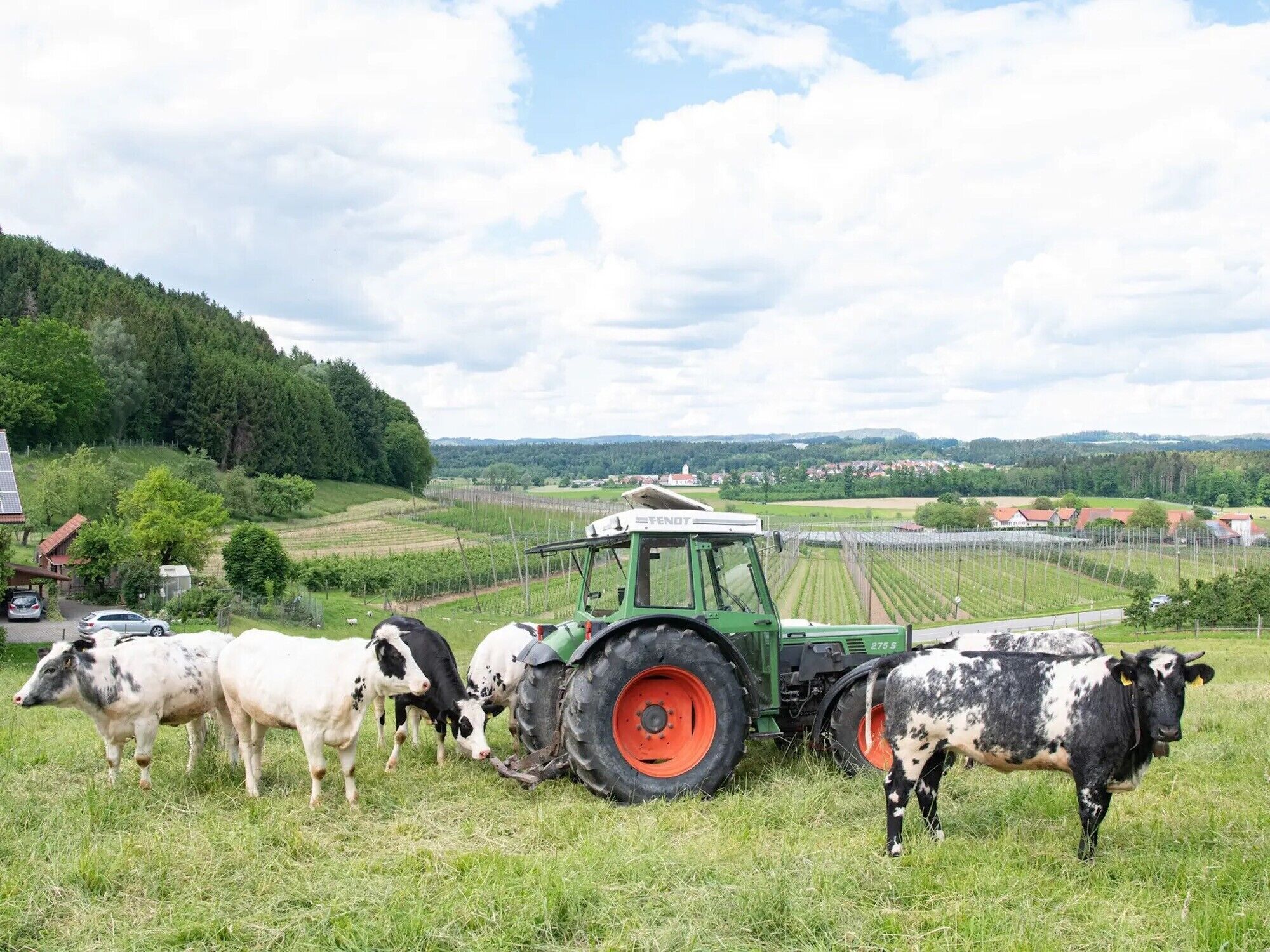 Een groene tractor in een weiland, met koeien die grazen in een landelijke omgeving.
