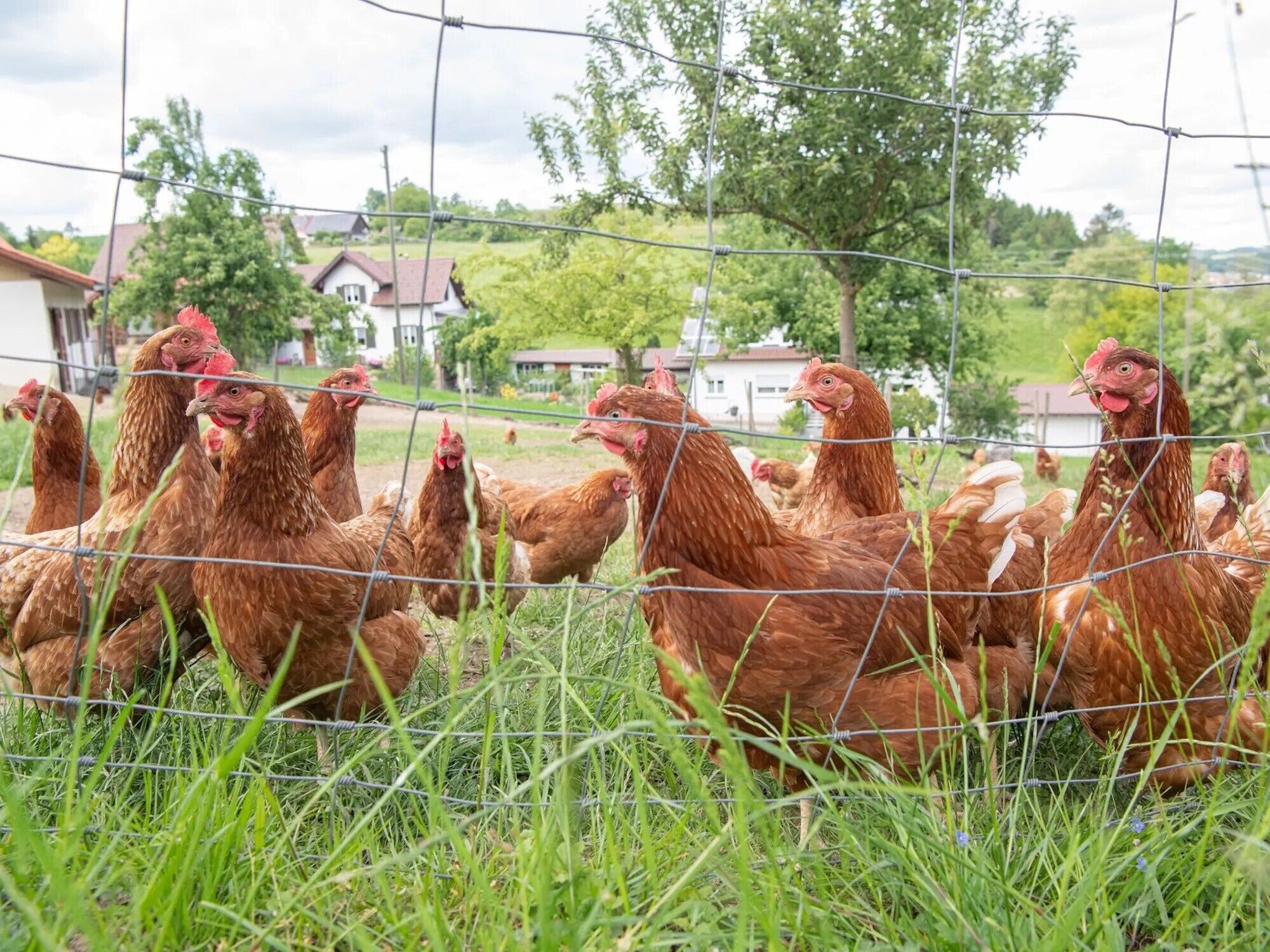 Un groupe de poules se trouve derrière une clôture en fil de fer, dans une zone herbeuse, avec des maisons en arrière-plan.