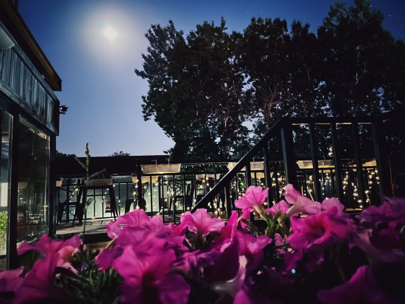 Un jardín con una estructura de vidrio, flores rosadas y un edificio al fondo.