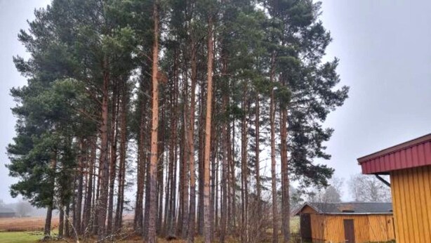 Oklassificerad bild, 1 av 24, knapp