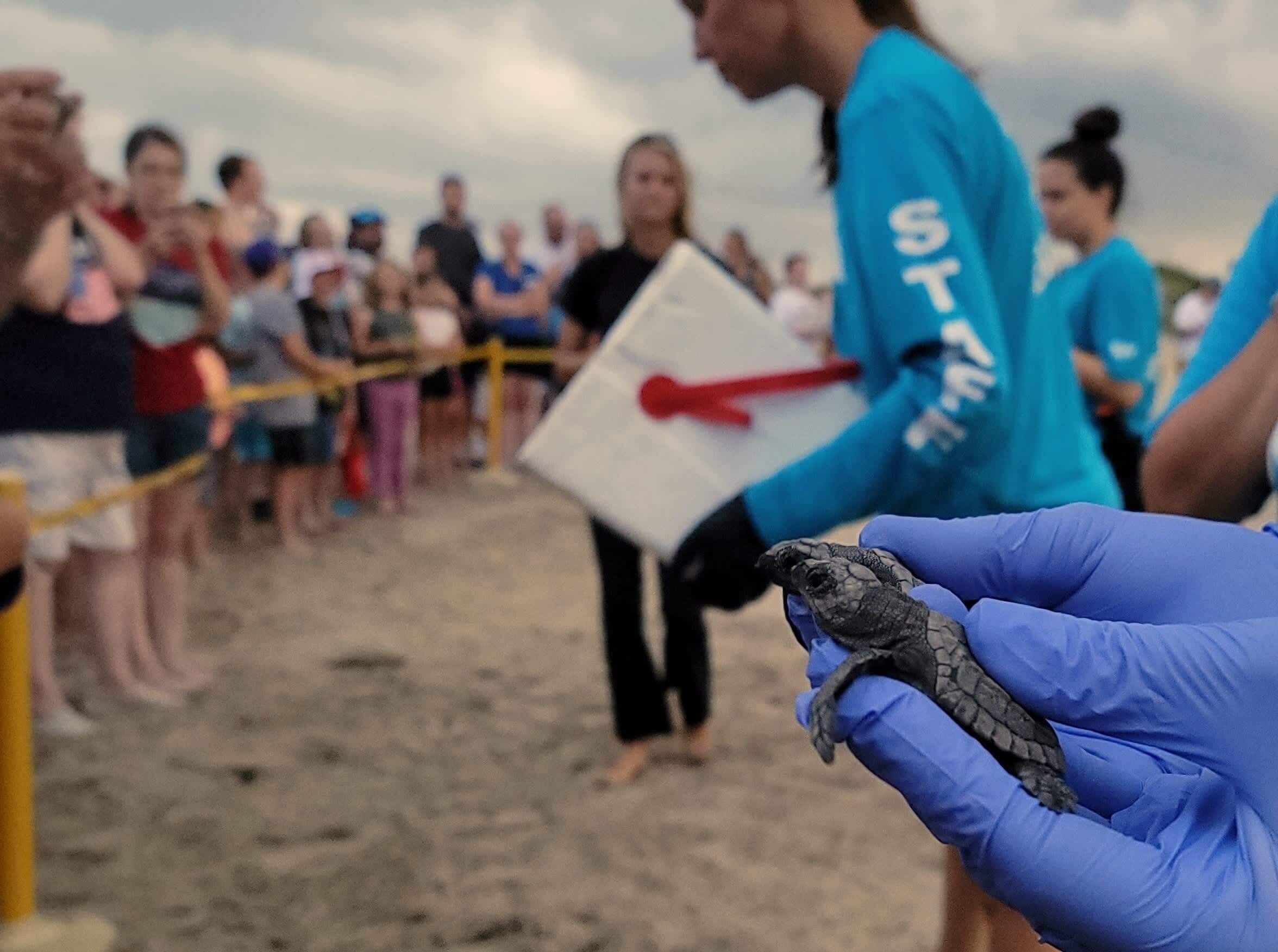 A person in blue gloves holding a turtle on a sandy beach with a crowd in the background.