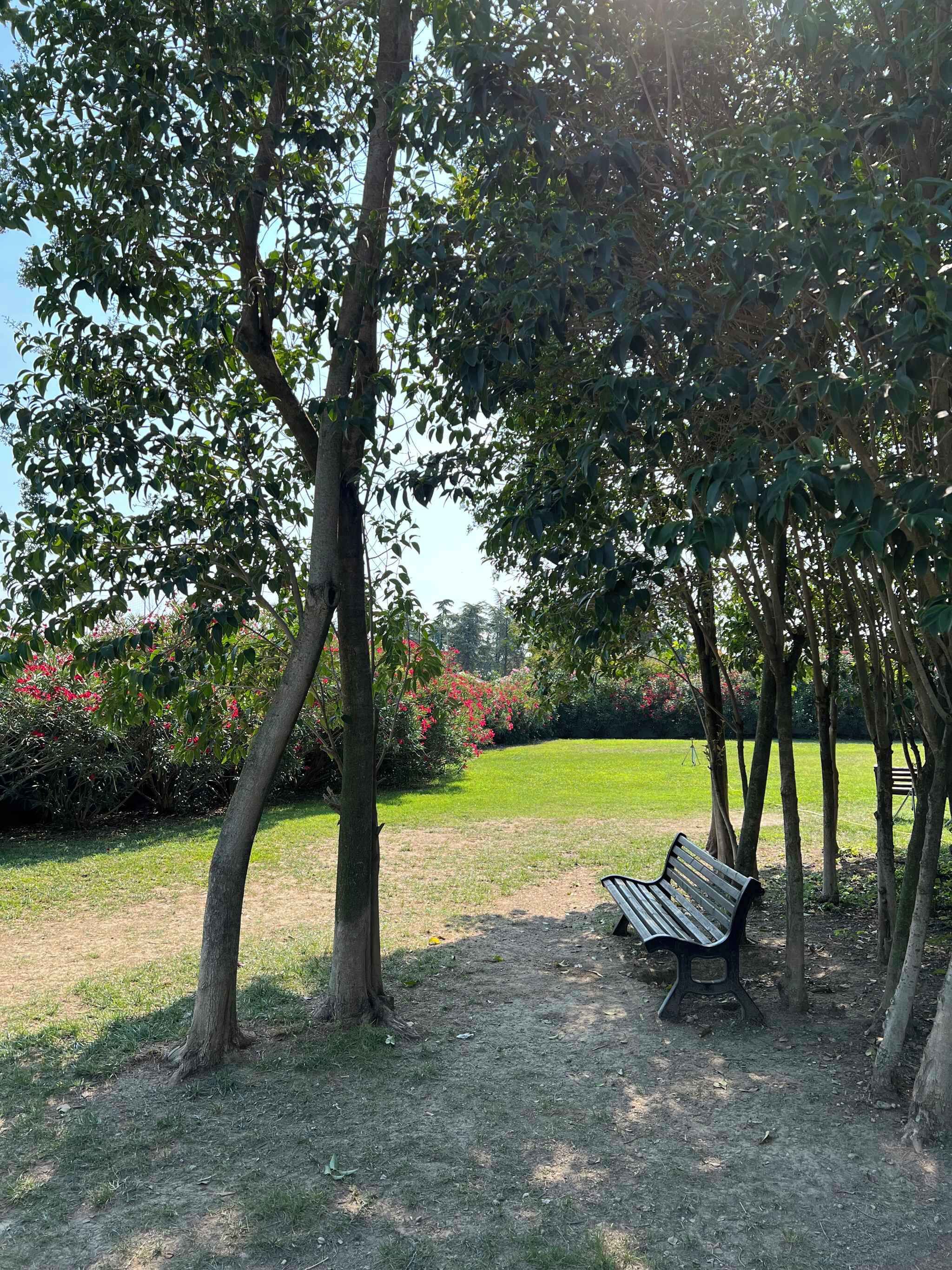 A park with a bench under trees, a grassy area, and some flowering bushes.