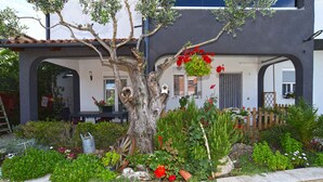 A garden with a large tree, various plants, and a stone wall.