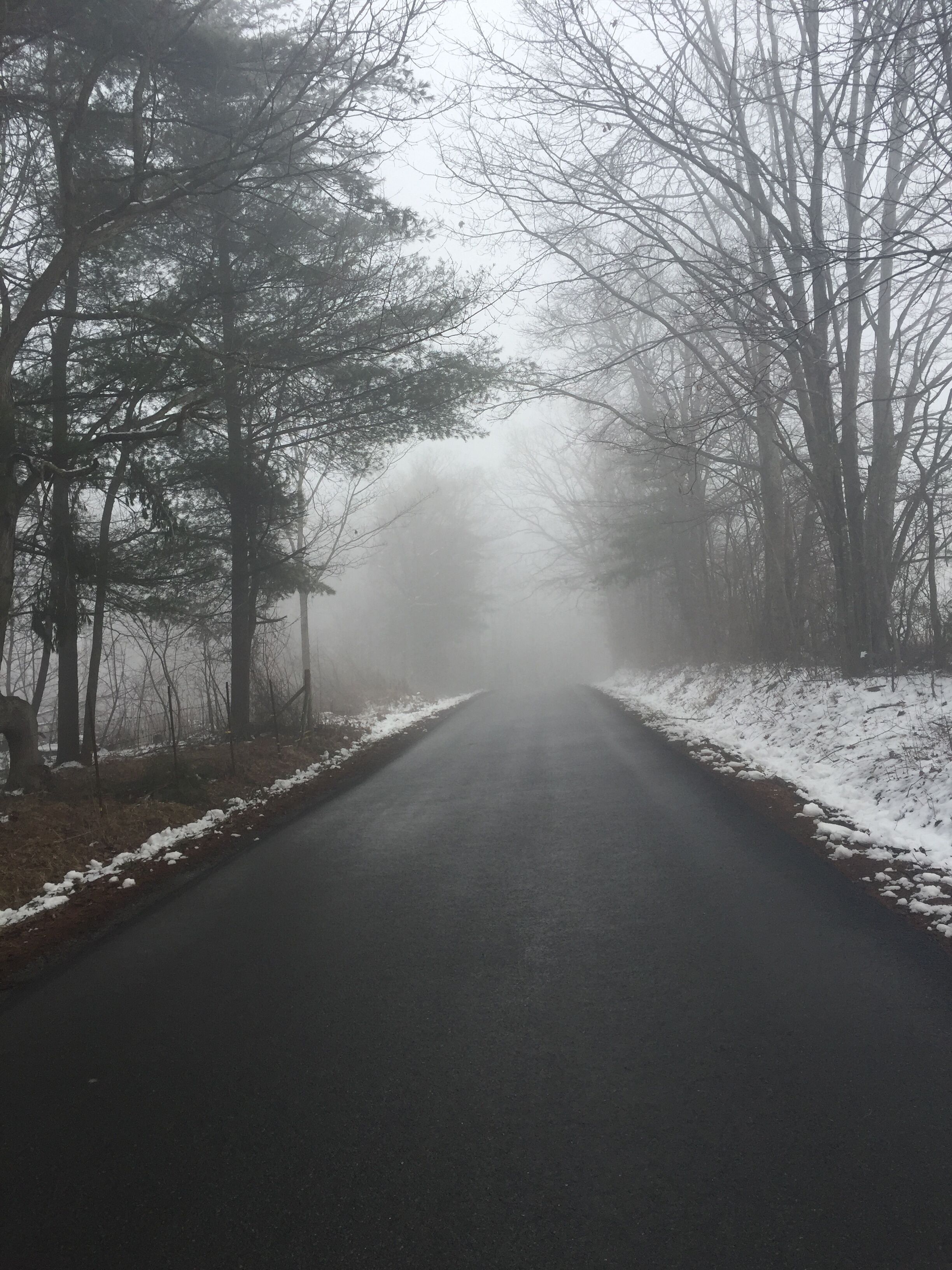 A road flanked by trees with snow on the ground.