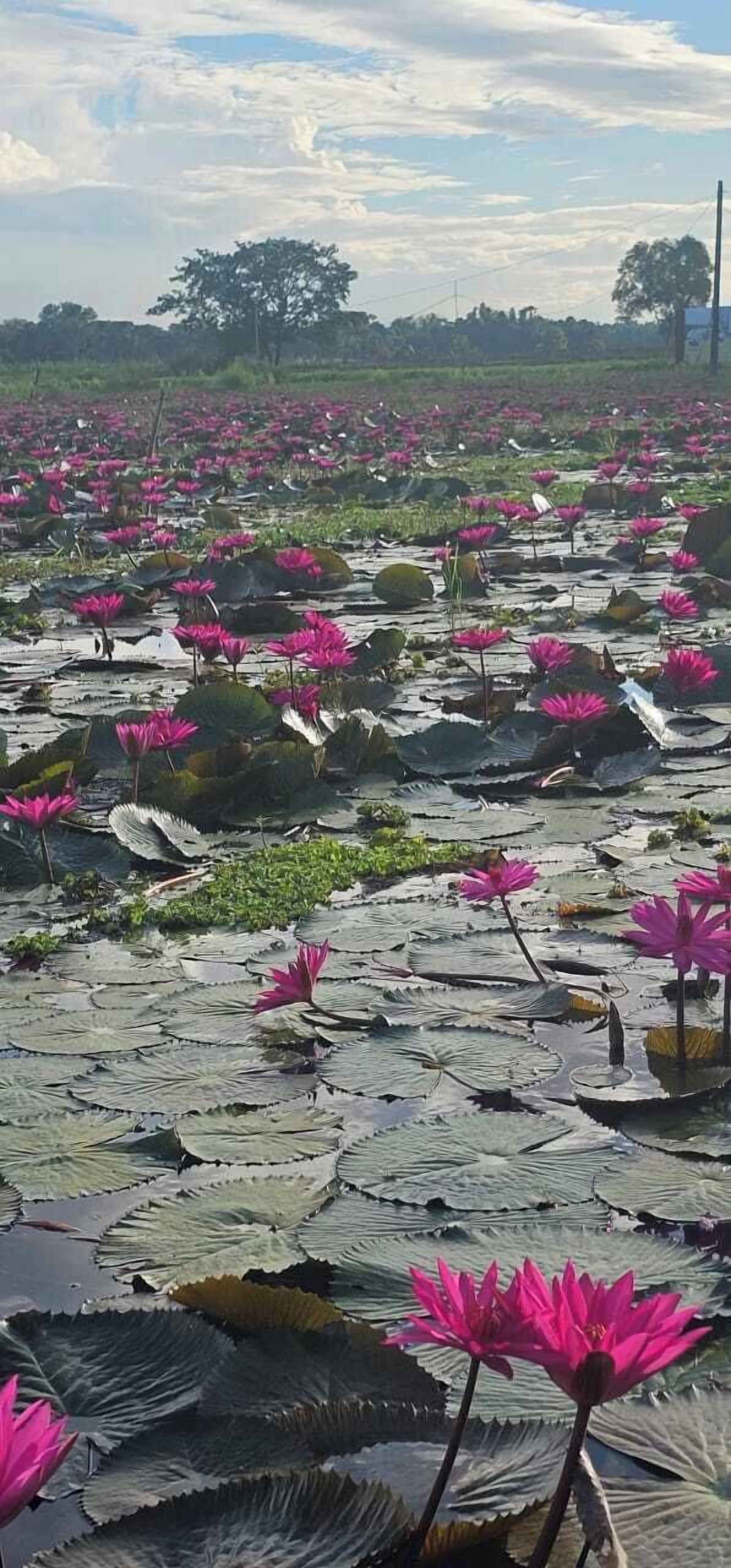 Un étang de lotus où foisonnent les fleurs de lotus roses et les nénuphars aux feuilles vertes.