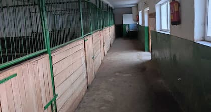 ESCUS HORSES