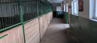 ESCUS HORSES