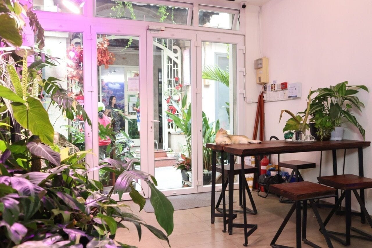 A room with a wooden table, two chairs, and a dog resting on the table. There are potted plants around the room and a door leading outside.