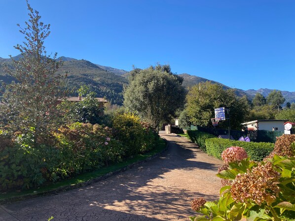 A paved pathway leading through a garden with various plants and trees, a basketball hoop, and a mountain in the background.