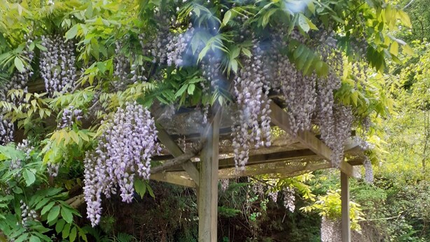 Un jardín con una pérgola cubierta de flores moradas, una mesa con sillas y una barbacoa.
