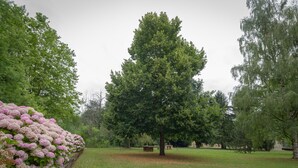 Ein Park mit einem großen Baum, einer Holzbank und einer Hecke aus rosa Blüten.