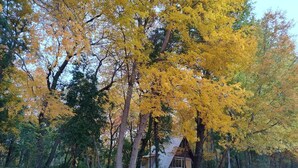 A cabin surrounded by trees with yellow leaves, a clear sky, and a leaf-covered ground. - Cabañas fundo tricahue (Talca)