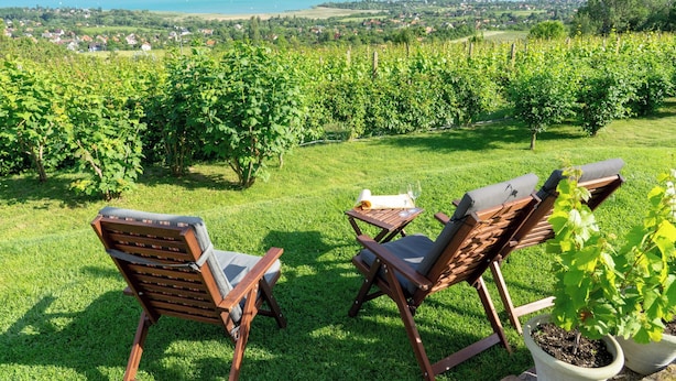 A vineyard with rows of grapevines, two wooden chairs with cushions, a small table with a glass, and a potted plant. - Holiday apartment directly on the water with free beach (Zamárdi)