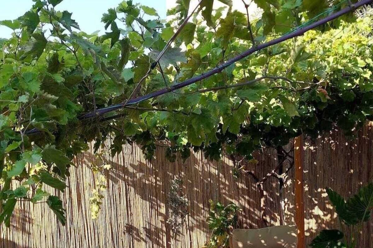 Bungalow dành cho gia đình, quang cảnh vườn | Khuôn viên nơi lưu trú