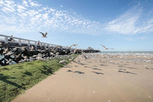 A beach with a wooden pier and a large number of birds. - Apartment in Blankenberge near the Beach (BLANKENBERGE)