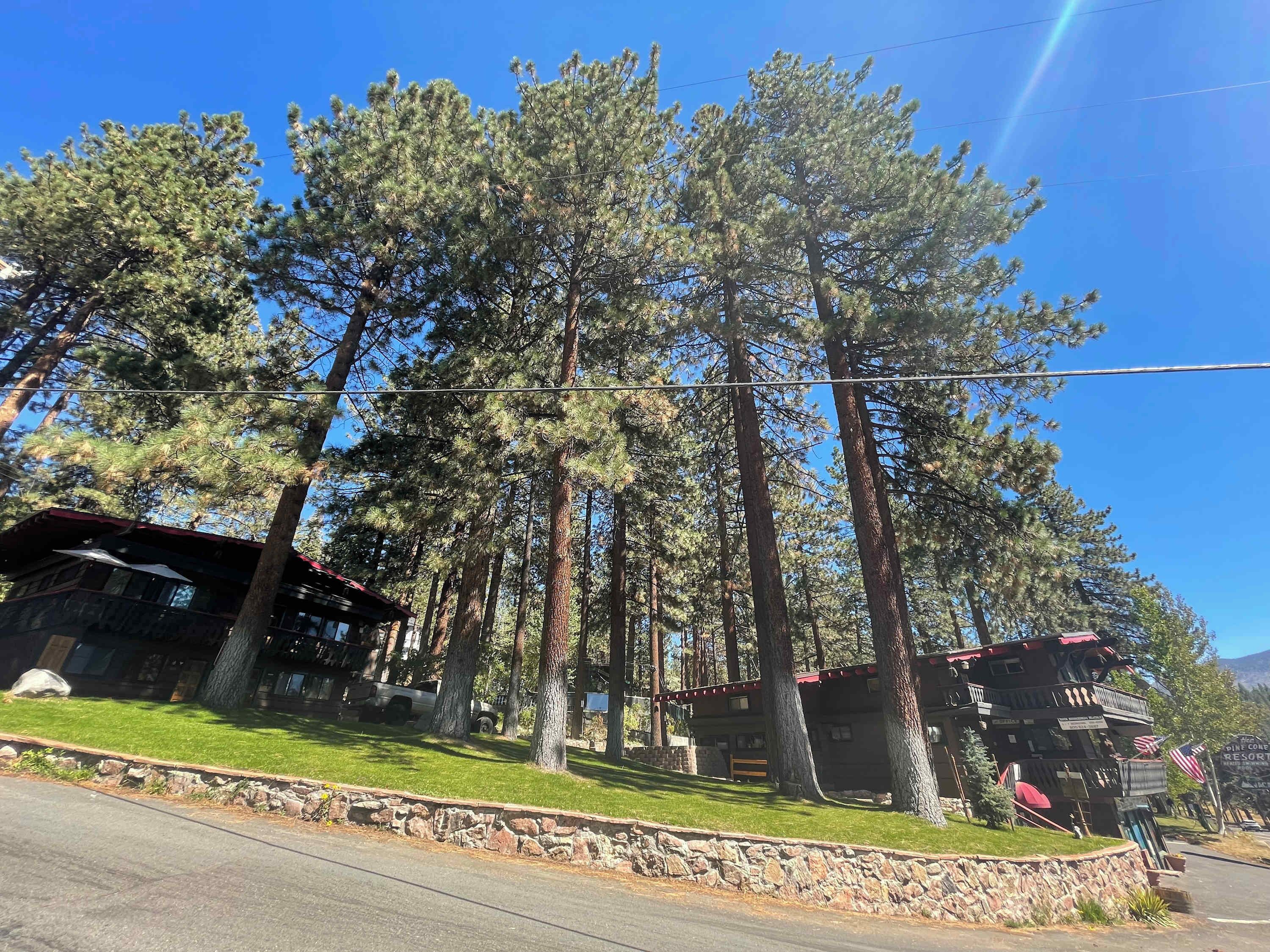 A lodge with a stone retaining wall, surrounded by tall pine trees.