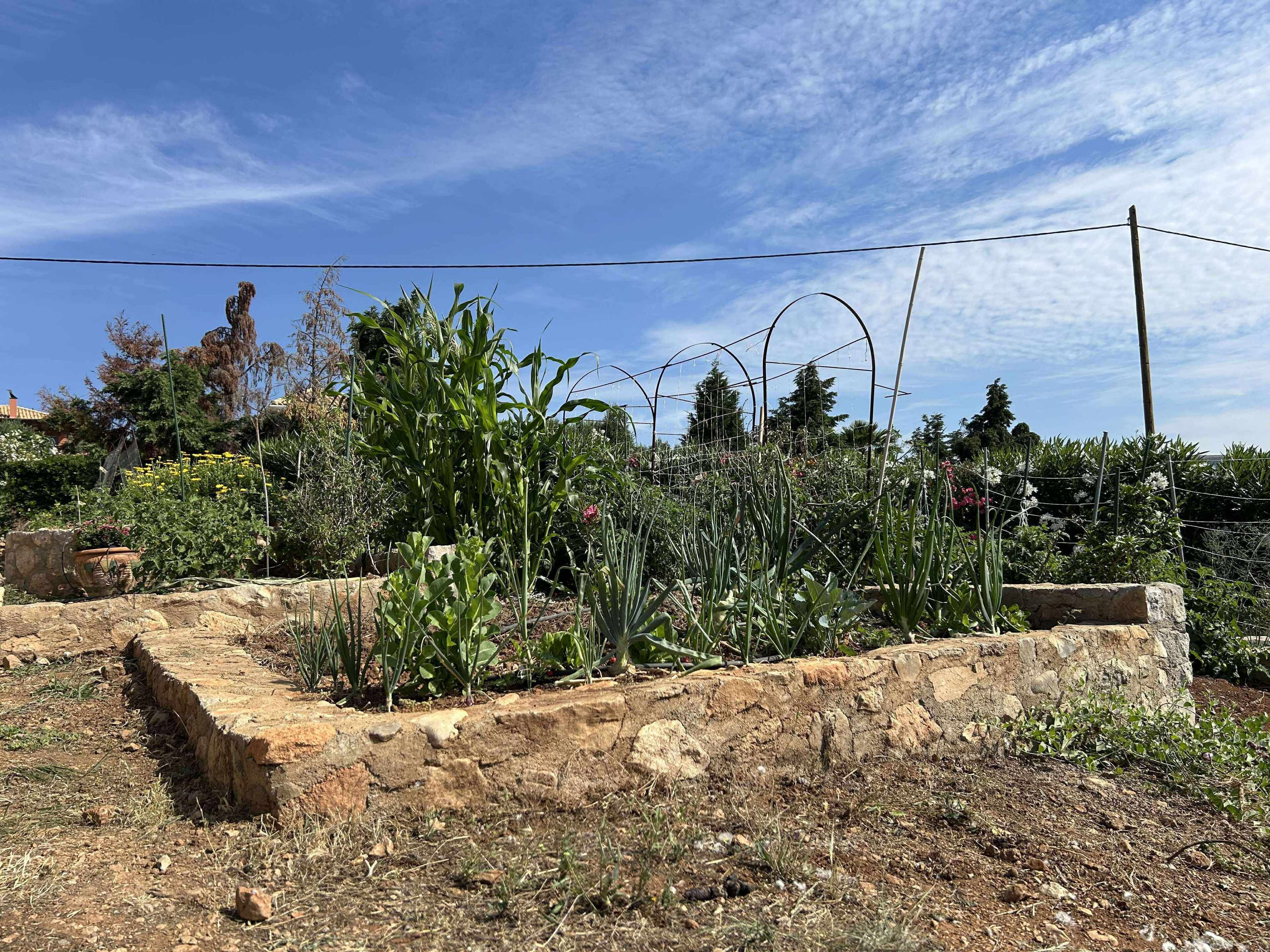 A garden with various plants and a stone retaining wall.