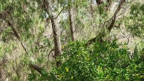 Un tavolo in pietra con quattro sgabelli, immerso nel verde tra alberi e arbusti.