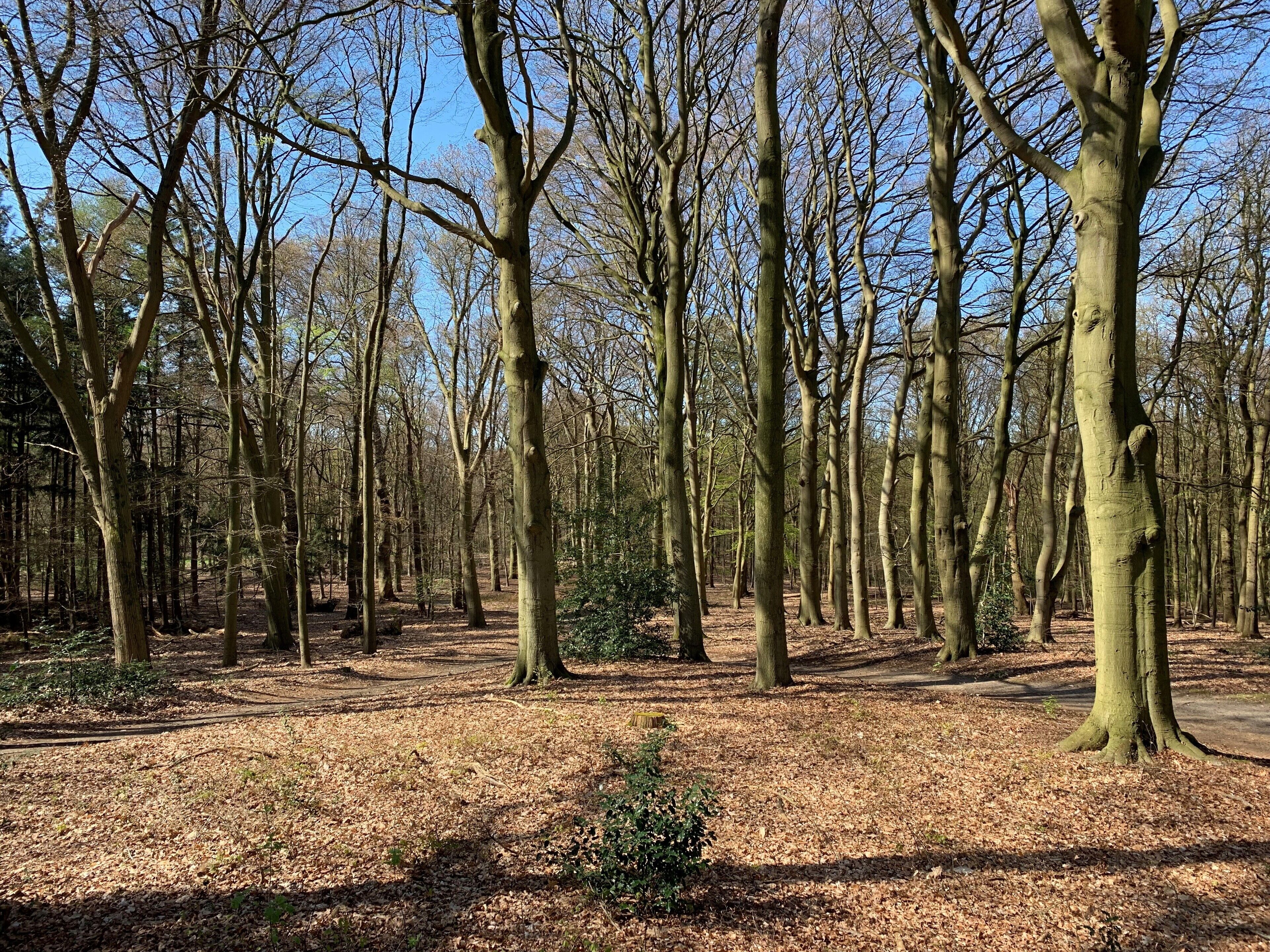 Une zone boisée avec un sentier de terre.