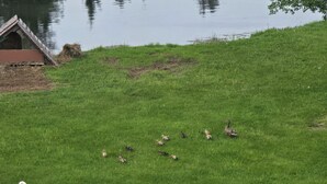 Une zone herbeuse avec des canards et des canetons, une petite construction et une étendue d’eau.