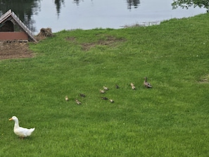 A grassy area with a duck and ducklings, a small structure, and a body of water.