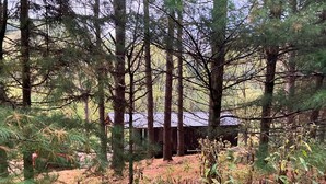 Uma cabana rústica cercada por altas pinhas numa área arborizada.