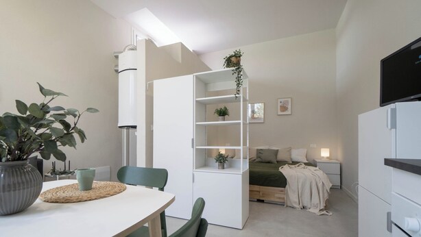 Une pièce de taille modeste comprenant une table à manger, des chaises, un lit, un téléviseur et une étagère où sont disposées des plantes.