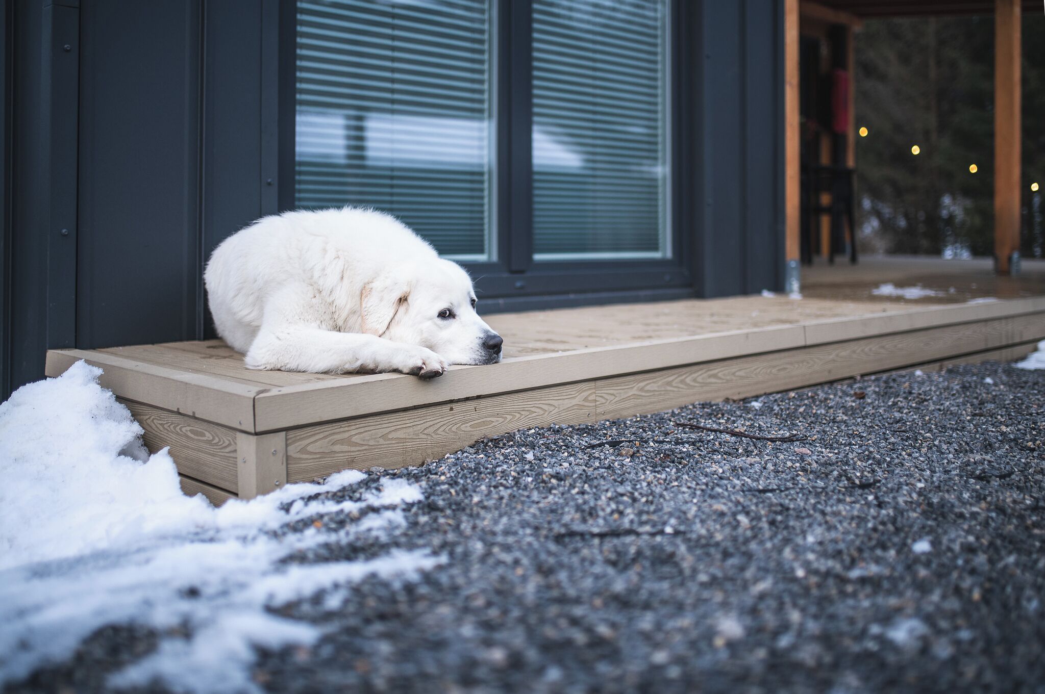 A white dog resting on a wooden ledge outside a building with large windows and a gravel driveway.
