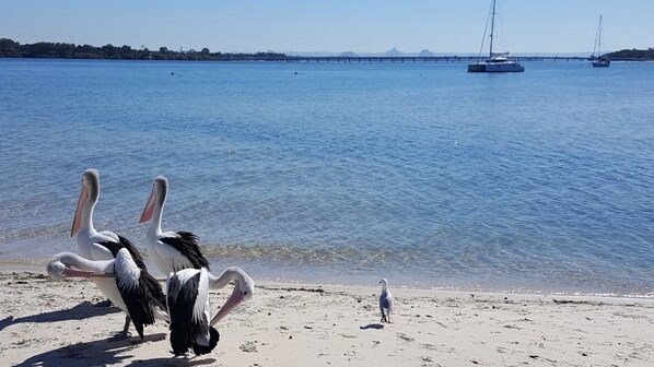 Strand