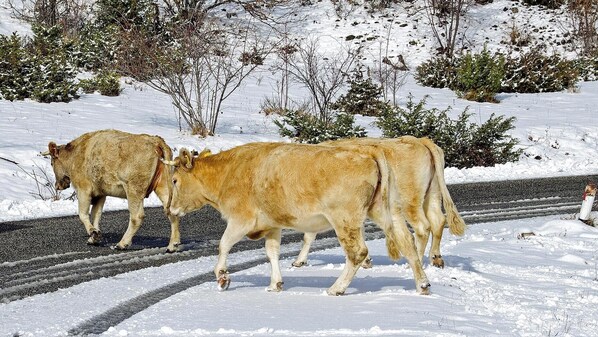 Deux vaches qui marchent sur une route enneigée.