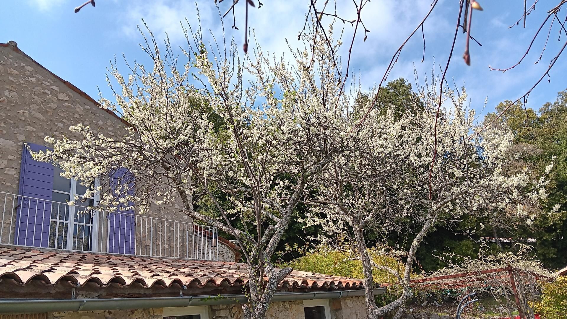 Un bâtiment en pierre avec un toit recouvert de tuiles, un arbre aux fleurs blanches et un ciel bleu dégagé.