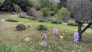 A garden with various plants and flowers, including purple irises and green foliage. - Mas des Louquiers (MONS)